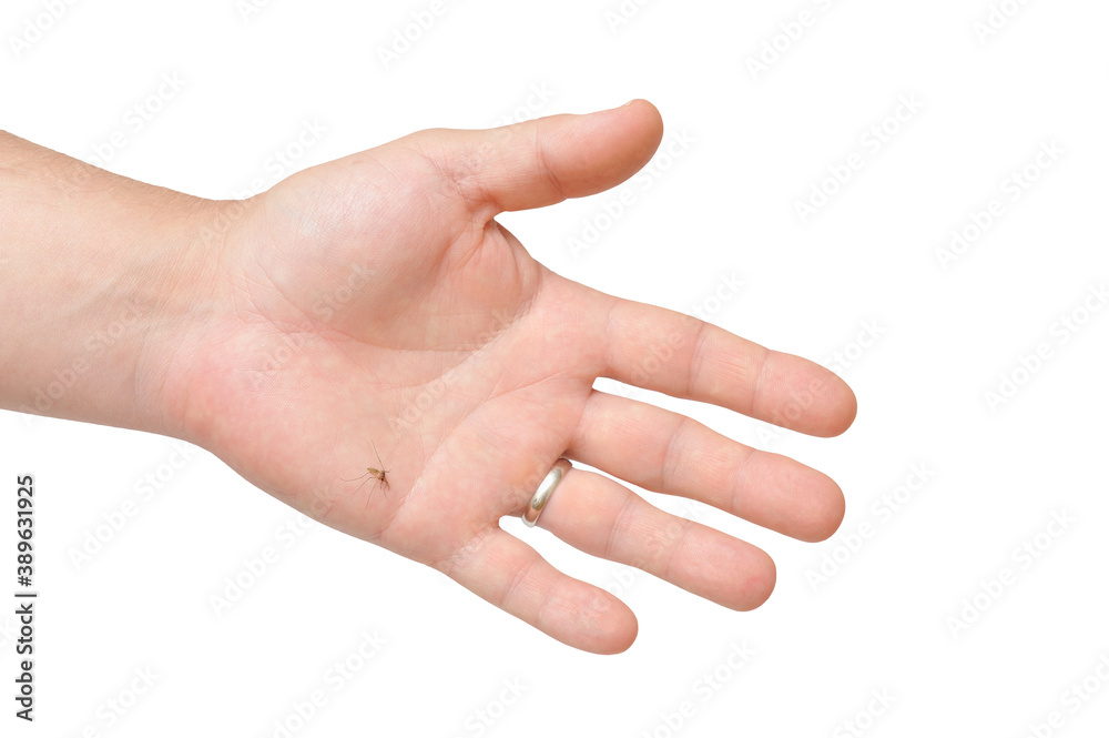 Killed mosquito on male hand on white isolated background