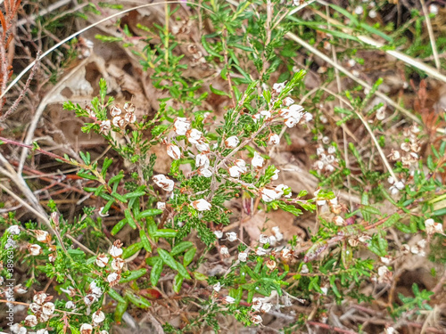 Fotografía Flowers of ling or heather plant