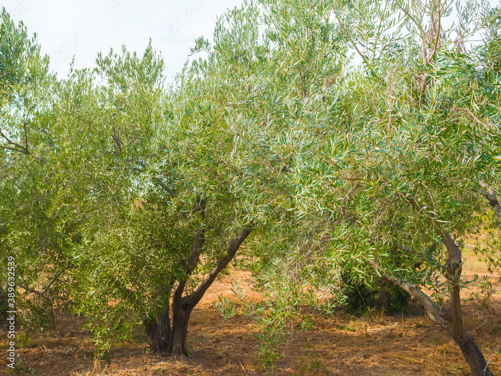 Beautiful olive tree field. Cultivated to produce organic fresh mediterranean olive oil. Close up of branches. Italian agriculture Beautiful olive tree field. Cultivated to produce organic fresh mediterranean olive oil. Close up of branches. Italian agriculture