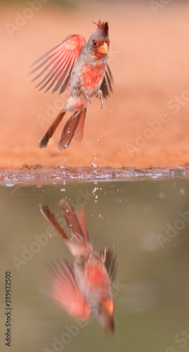 Adult Male Pyrrhuloxia in Southern Texas photo