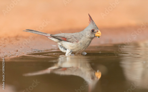 Adult female Pyrrhuloxia in Southern Texas photo