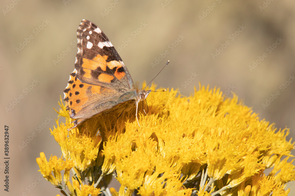 Obraz premium Painted Lady Butterfly