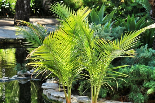 фотографія Ravenea palm tree in the garden