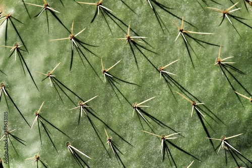 Opuntia ficus indica cactus texture