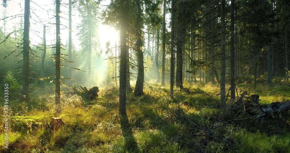 Magical misty green sunny morning forest at sunrise backwards