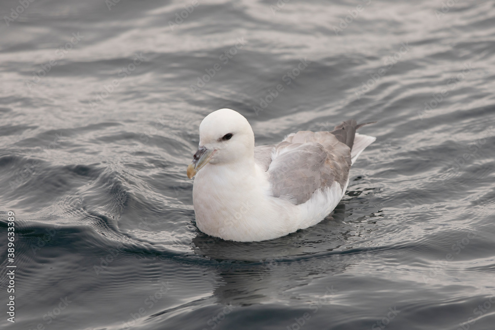 Northern Fulmars in Iceland Northern Fulmars in Iceland
