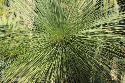 Beautiful hesperoyucca whipplei in the garden