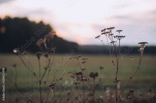 Sunset in field  focus on herbs