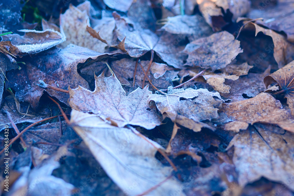 Beautiful background with frozen leaves Beautiful background with frozen leaves