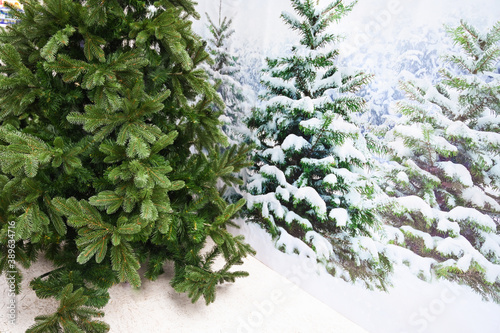 Green Christmas tree against the background of snow-covered Christmas trees