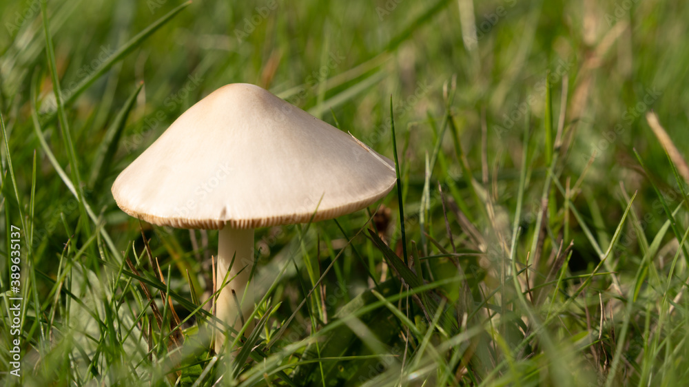 Small white leafy mushroom with a pointed hat in the lawn, in autumn Small white leafy mushroom with a pointed hat in the lawn, in autumn
