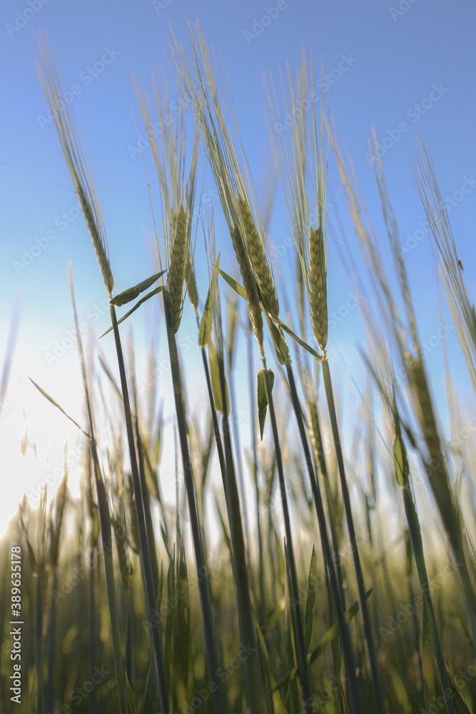 green wheat field