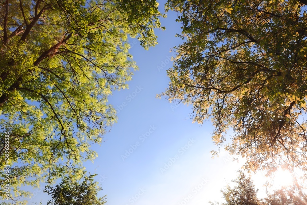 Obraz premium trees and sky