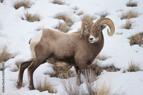 Wintering Bighorn Sheep in Lamar Valley of Yellowstone National park