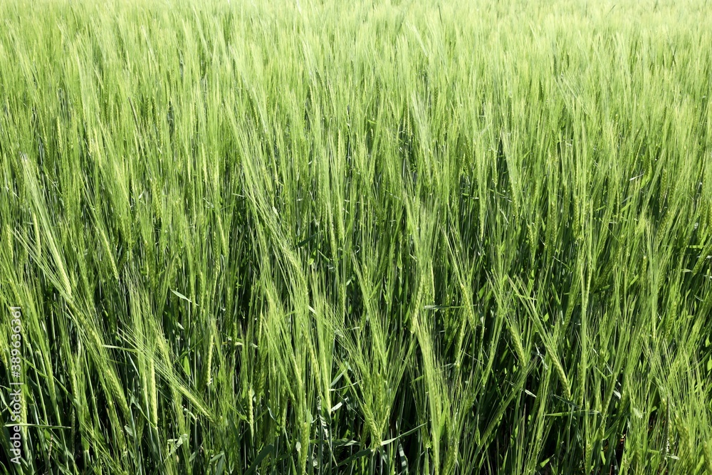 green grass in a field green grass in a field