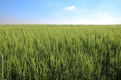 field of wheat