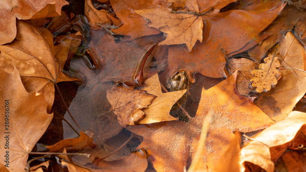Frog in the stream, sheltered under the autumn leaves, with ocher hues
Frog in the stream, sheltered under the autumn leaves, with ocher hues
