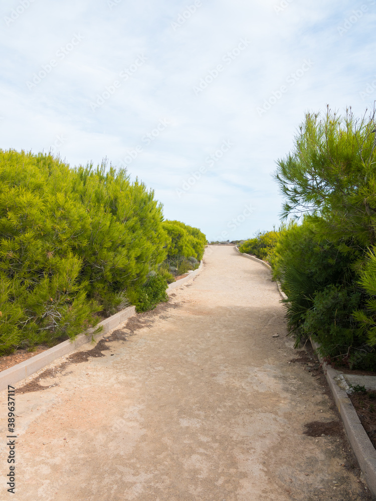Path towards the sea. Surrounded by pine trees. Very peaceful and holiday atmosphere. Vertical shot. Path towards the sea. Surrounded by pine trees. Very peaceful and holiday atmosphere. Vertical shot.