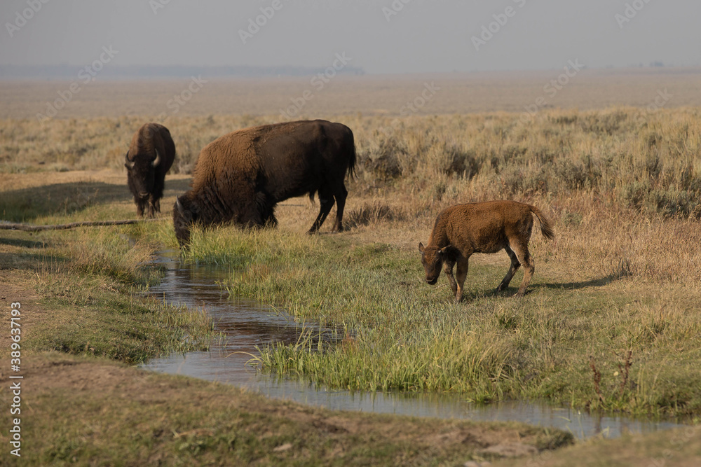 Bison in Grand Teton National Park with Smoke filled Skies from Large Fires Bison in Grand Teton National Park with Smoke filled Skies from Large Fires