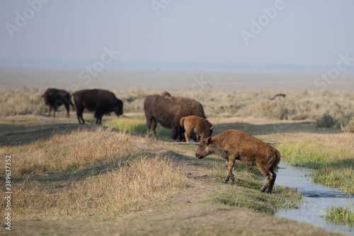 Bison in Grand Teton National Park with Smoke filled Skies from Large Fires