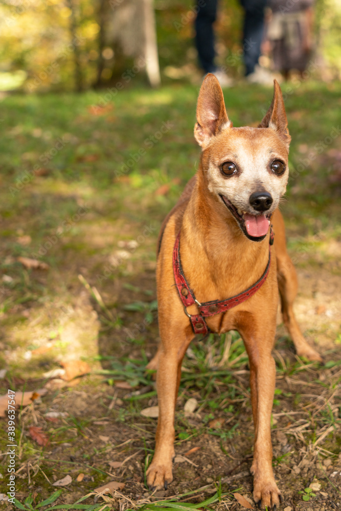 Portrait of a beautiful red-haired Pinscher dog walking at the park Portrait of a beautiful red-haired Pinscher dog walking at the park