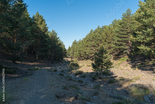 Ravine with vegetation in Sierra Nevada