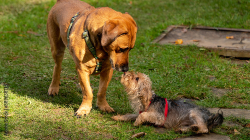  Two dogs of different sizes get acquainted by sniffing each other in a green space