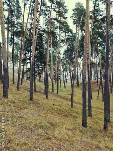 Fototapeta Naklejka Na Ścianę i Meble -  tall pine trees on a forest slope in an autumn landscape