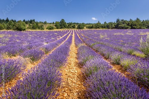 Lavender field in Provence, South of France