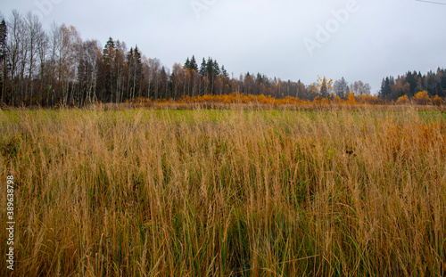 Fields and forest with yellowed foliage against a cloudy sky.