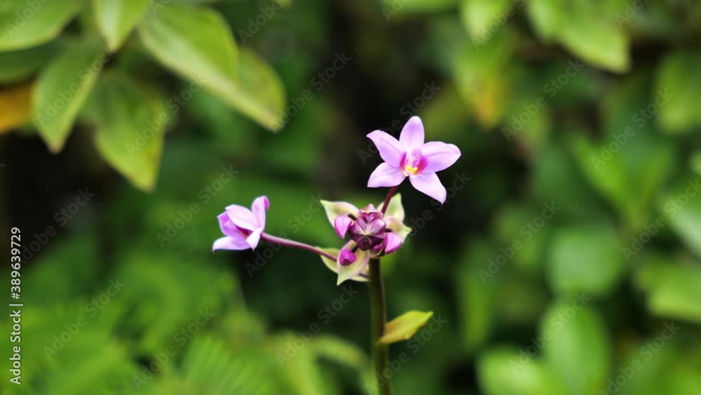 Pink flowers in mount Pelee hike Martinique tropical vegetation endemic species Pink flowers in mount Pelee hike Martinique tropical vegetation endemic species