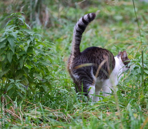 Canvas Print A gray-white cat marks its territory in the green grass