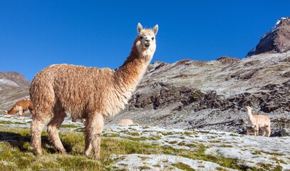 Sierkussen Lama Kudde lama's op groene weide  © Daniel Prudek