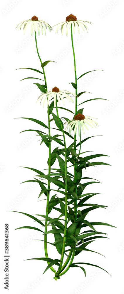 Obraz premium 3D Rendering Cone Flowers on White
