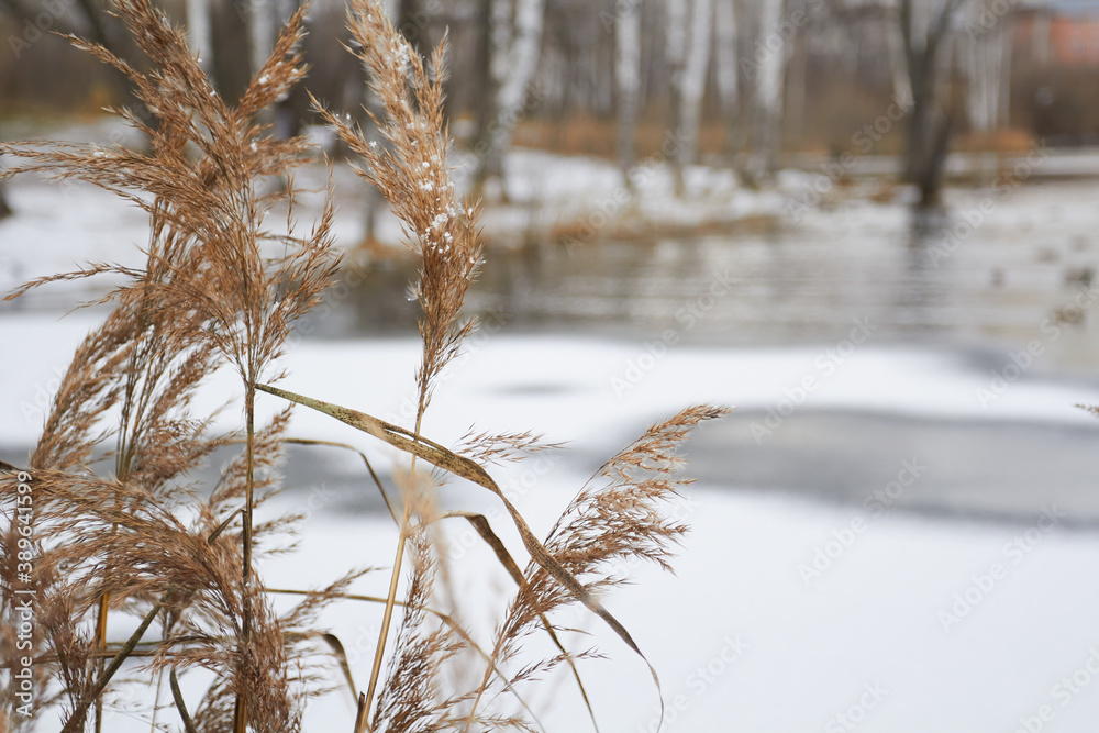 Fototapeta premium Yellowed autumn grass close up