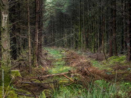Clearing in managed pinewood. UK.