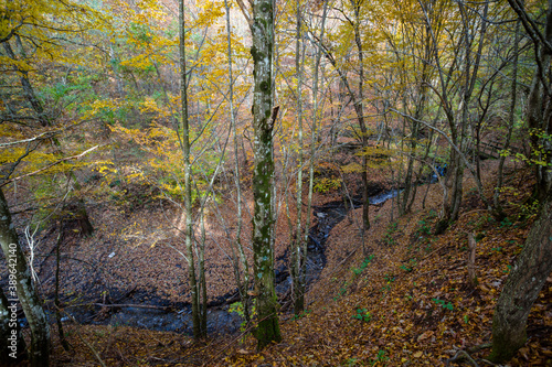 A small stream flows underneath a beech forest in autumn, Italy
