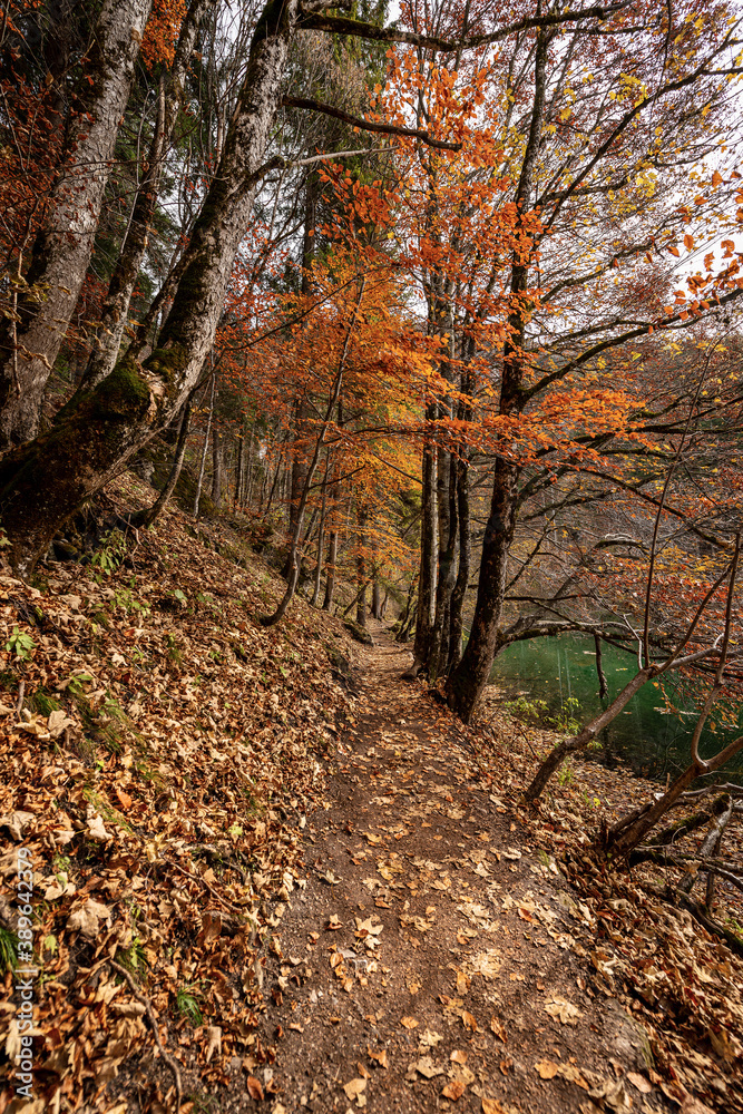 Footpath in Autumn along the Coast of Lake Tovel (Lago di Tovel), Italian Alps, National Park of Adamello Brenta. Trentino Alto Adige, Trento province, Italy, Europe. Footpath in Autumn along the Coast of Lake Tovel (Lago di Tovel), Italian Alps, National Park of Adamello Brenta. Trentino Alto Adige, Trento province, Italy, Europe.