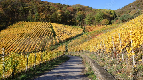 Bunte Weinberge im Herbst über dem Ahrtal bei herrlichem Sonnenschein