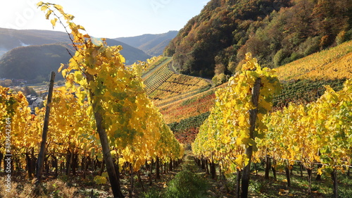 Herbstliche Rebst  cke im Weinberg in rot und goldgelb