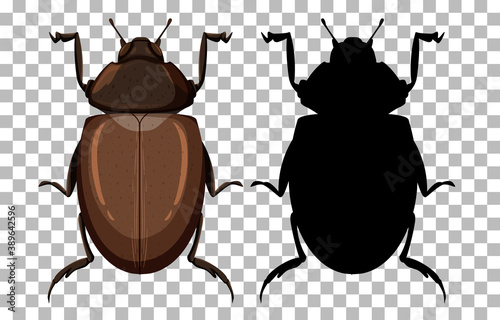 Beetle on transparent background