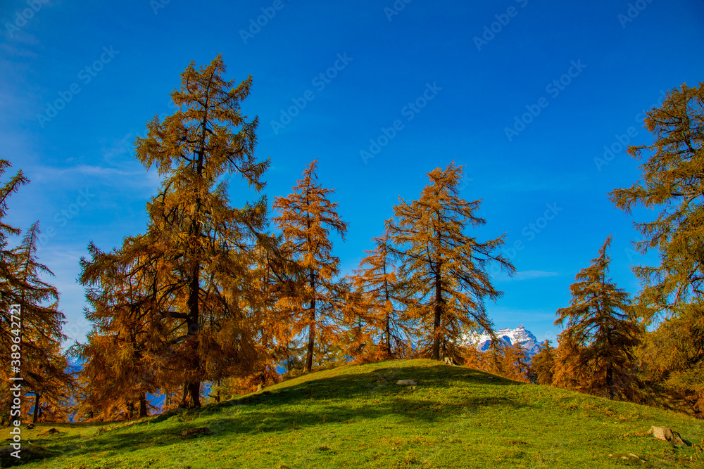 Autumn colours of the forests and mountains in the Swiss Alps of Valais Autumn colours of the forests and mountains in the Swiss Alps of Valais