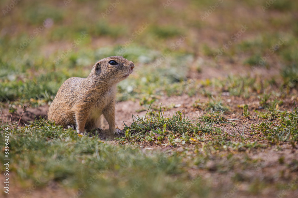 Fototapeta premium Ground squirrel