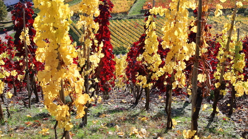 Herbstliche Rebstöcke im Weinberg in rot und goldgelb