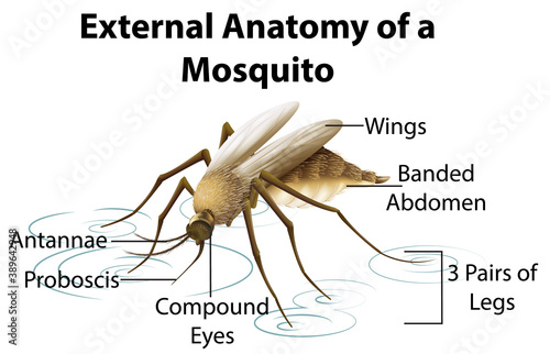 External Anatomy of a Mosquito on white background