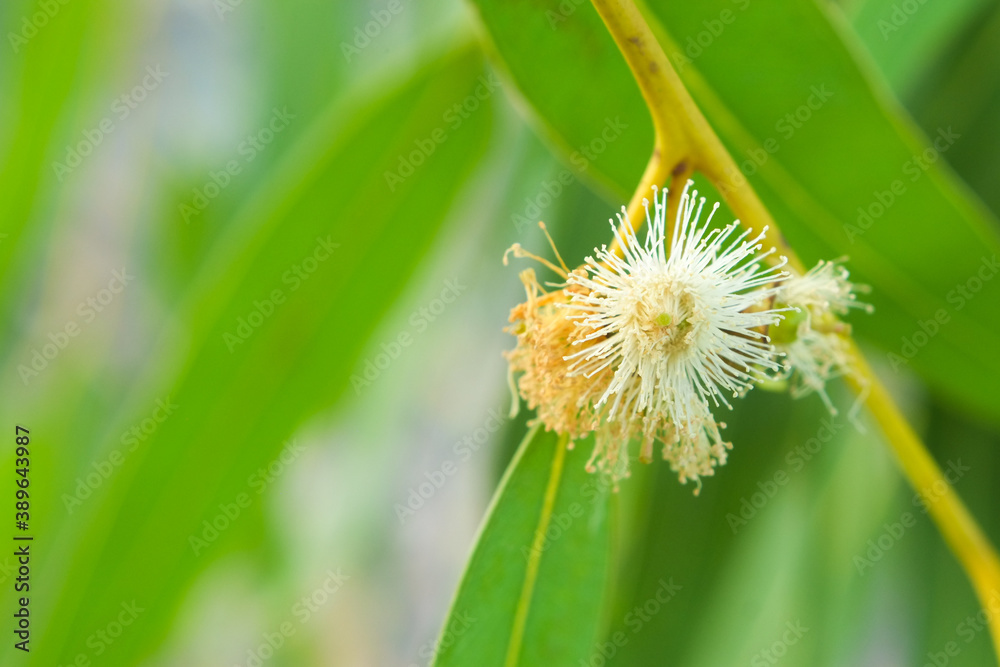 White flower with green bud seed and leaves of eucalyptus tree on branch close-up. White flower with green bud seed and leaves of eucalyptus tree on branch close-up.