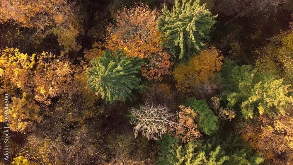 Top down autumn wood. Nature background. Aerial top view of autumn forest with colorful trees. Autumn forest aerial drone top view. Trees with bright yellow foliage. Deciduous forest in the fall. Top down autumn wood. Nature background. Aerial top view of autumn forest with colorful trees. Autumn forest aerial drone top view. Trees with bright yellow foliage. Deciduous forest in the fall.