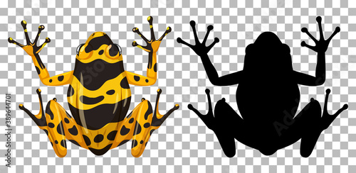 Yellow banaded frog with its silhouette isolated on white background