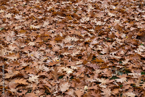 Autumn background of fallen leaves