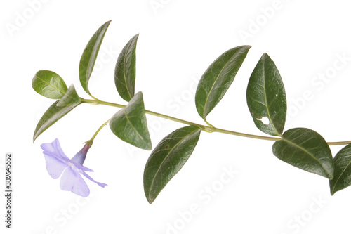 Dwarf periwinkle or Vinca minor branch with blue flowers and green leaves isolated on white background